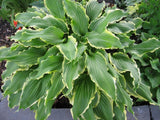 'Ginsu Knife' Hosta From NH Hostas