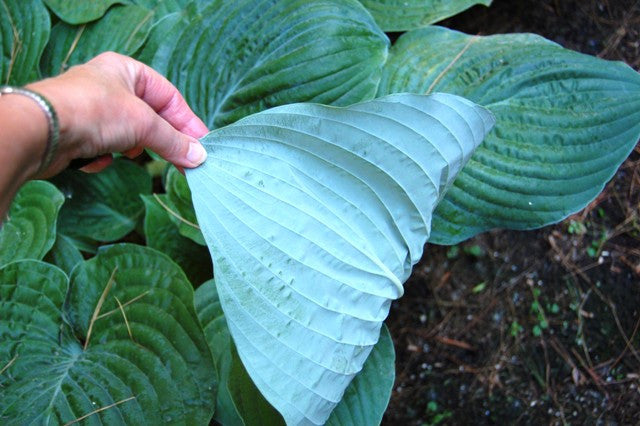 'Gitchigumi' Hosta Courtesy of Olga Petryszyn