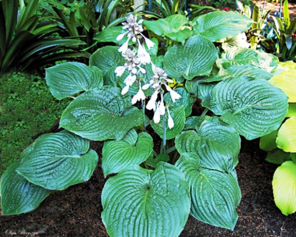 'Gitchigumi' Hosta Courtesy of Olga Petryszyn