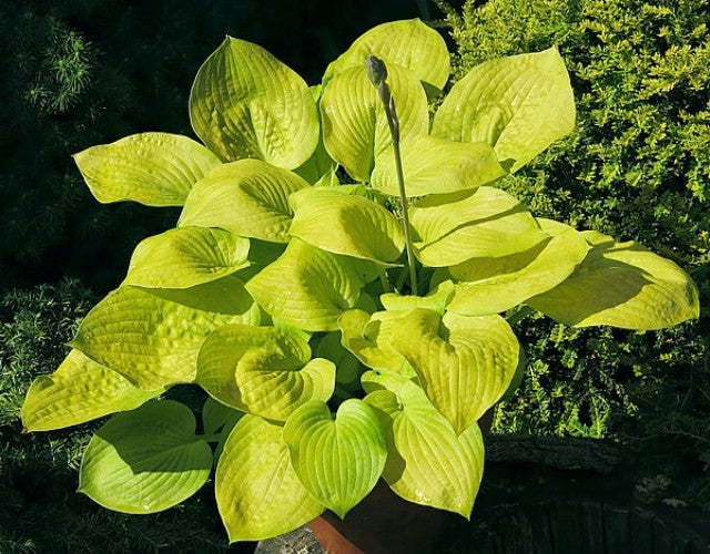Hosta 'Glad Tidings' Courtesy of Vladimir Mirka and The Hosta Library