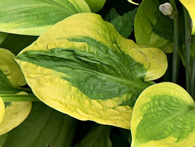 'Glad Rags' Hosta