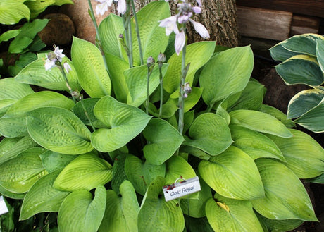'Gold Regal' Hosta From NH Hostas