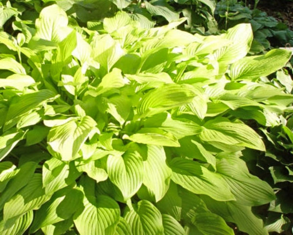 Hosta 'Gold Haze' Courtesy of Doug Beilstein