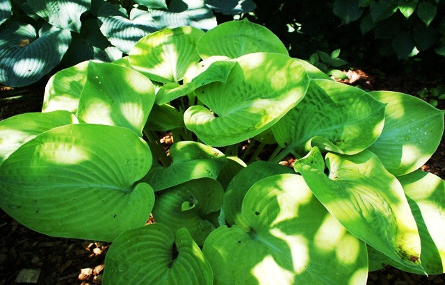 'Golden Friendship' Hosta From NH Hostas