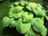 'Golden Sculpture' Hosta