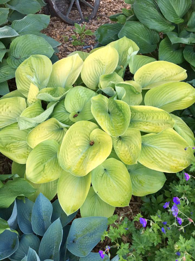 'Golden Friendship' Hosta Courtesy of Sherri Brown