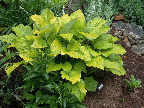 'Golden Gate' Hosta Courtesy of Carol Brashear