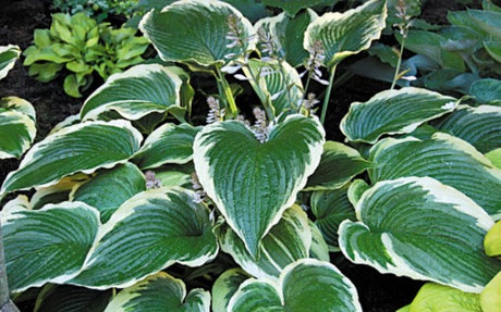 'Gone With the Wind' Hosta Courtesy of Olga Petryszyn