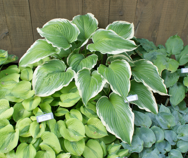 'Gone With the Wind' Hosta From NH Hostas