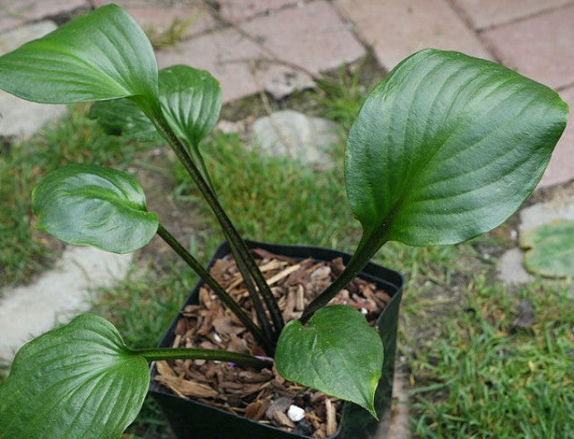 Hosta 'Gooseberry Sundae' Courtesy of Pieter Klapwijk and the Hosta Library