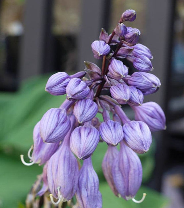Hosta 'Gooseberry Sundae' Courtesy of Pieter Klapwijk and the Hosta Library