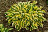 'Grand Prize' Hosta