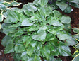 'Grand Slam' Hosta From NH Hostas