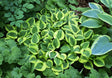 'Grand Tiara' Hosta From NH Hostas