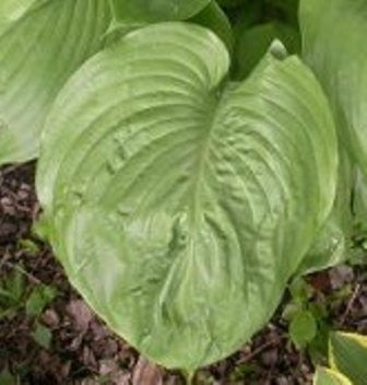 'Grand Total' Hosta Courtesy of Q&Z Nursery