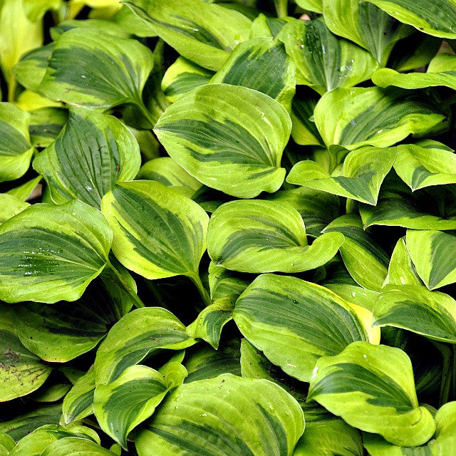 'Grand Tiara' Hosta Courtesy of Walters Gardens