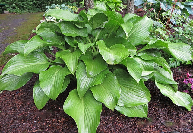 Hosta 'Grape Fizz' Courtesy of the Hosta Library