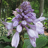 Hosta 'Grape Fizz' Courtesy of the Hosta Library