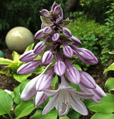 Hosta 'Grape Fizz' Courtesy of the Hosta Library