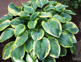 'Great Arrival' Hosta From NH Hostas