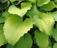 'Great Lakes Gold' Hosta Courtesy of Q&Z Nursery