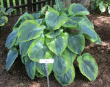 'Great Arrival' Hosta Courtesy of Carol Brashear