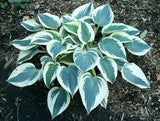 'Great Escape' Hosta Courtesy of Carol Brashear