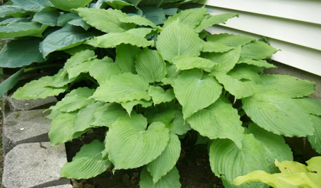 'Green Piecrust' Hosta