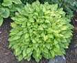 Hosta 'Green with Envy' Courtesy of the Hosta Library