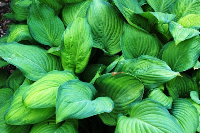 Buy Hosta Starter Plant Plugs - An Economical Way To Purchase Hosta ...