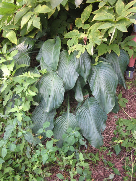 Hosta sieboldiana 'Hakama Souvenir' Courtesy of Green Hill Farm
