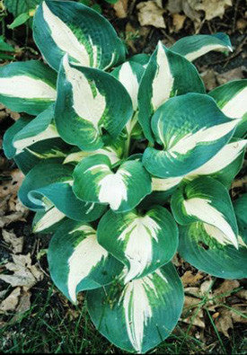 'Half and Half' Hosta Courtesy of Walters Gardens