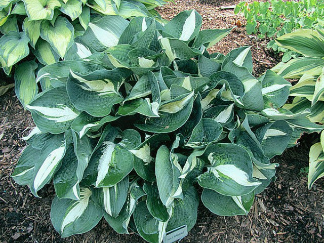 'Half and Half' Hosta Courtesy of Carol Brashear
