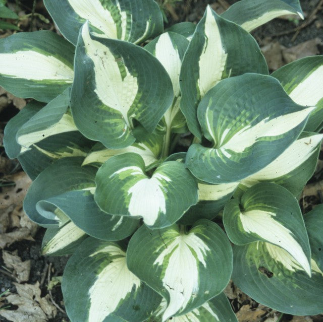 'Half and Half' Hosta Courtesy of Walters Gardens