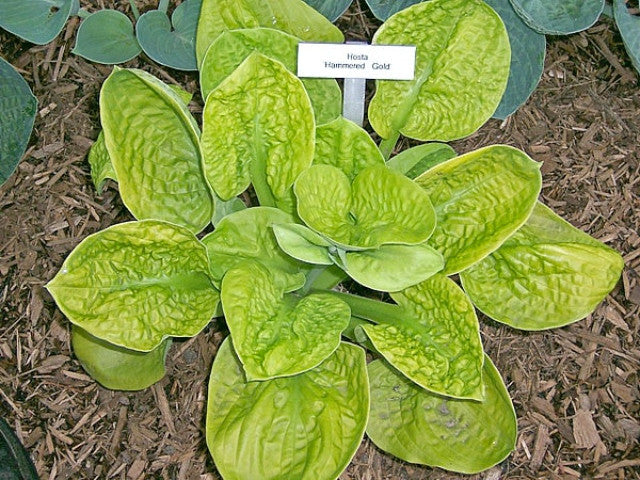 Hosta 'Hammered Gold' Courtesy of Don Rawson and the Hosta Library