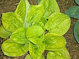 Hosta 'Hammered Gold' Courtesy of Don Rawson and the Hosta Library