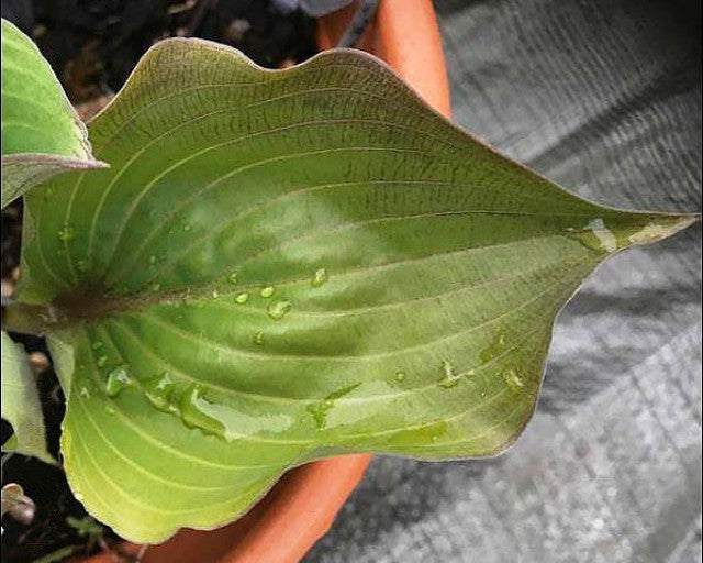 'Hanja's Red Edge' Hosta Courtesy of Danny Van Eechaute