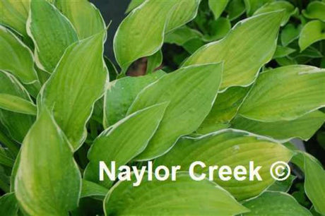 'Hasta Manana' Hosta Courtesy of Naylor Creek