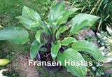 Hosta 'Hear No Evil' Courtesy of Fransen Hostas