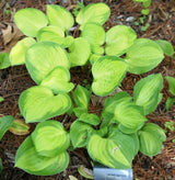 'Heart and Soul' Hosta From NH Hostas