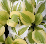 'Heavenly Tiara' Hosta Courtesy of Walters Gardens