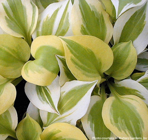 Heavenly Tiara Hostas - Shade Perennial Small Sun Tolerant Hosta Plant  NH  Hostas