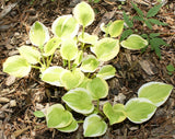 'Heavenly Tiara' Hosta From NH Hostas