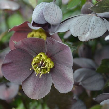 Helleborus 'Vegas Nights' Courtesy of Walters Gardens