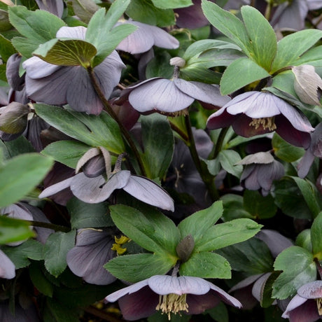 Helleborus 'Vegas Nights' Courtesy of Walters Gardens