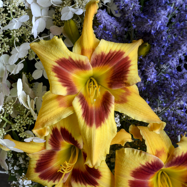 Hemerocallis 'Tiger Swirl' Courtesy of Walters Gardens