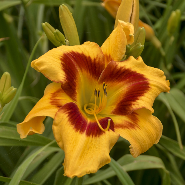 Hemerocallis 'Tiger Swirl' Courtesy of Walters Gardens