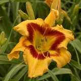Hemerocallis 'Tiger Swirl' Courtesy of Walters Gardens