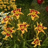 Hemerocallis 'Tiger Swirl' Courtesy of Walters Gardens