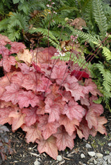 Heuchera 'Georgia Peach' PP19375
